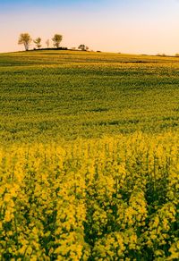 Scenic view of rural landscape