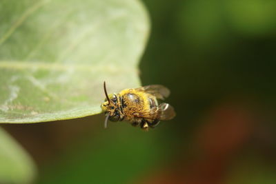 Close-up of bee pollinating flower