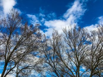 Low angle view of bare trees against blue sky