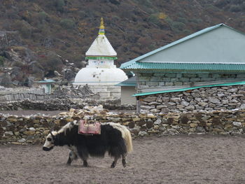 Horses in a temple