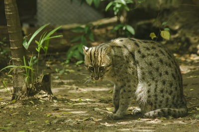 View of a cat on field