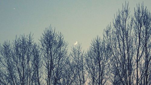 Low angle view of bare trees against clear sky