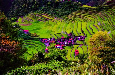 High angle view of purple flowering plants on field