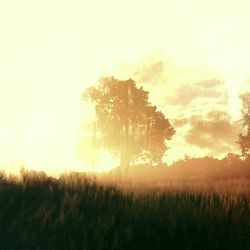 Scenic view of grassy field against sky