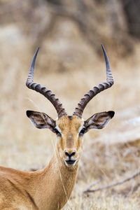 Close-up of antelope resting on field