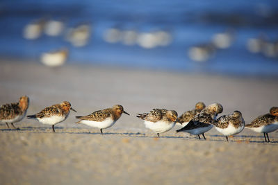 Close-up of birds at beach