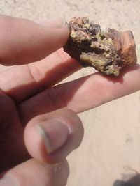 Close-up of person holding leaf