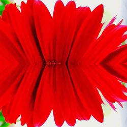 Full frame shot of red flowering plant