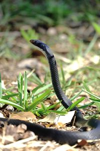 Close-up of snake on field