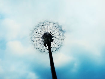 Low angle view of dandelion against sky