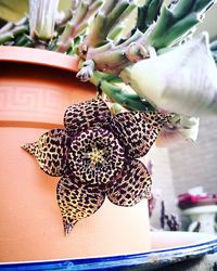 Close-up of butterfly on potted plant