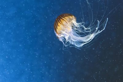 Close-up of jellyfish swimming in aquarium berlin