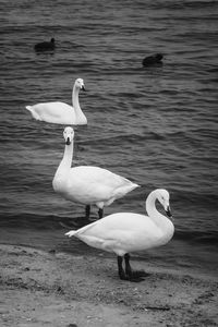 Swans swimming in lake