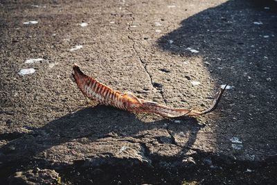 High angle view of lizard on shadow