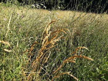 Plants growing on field