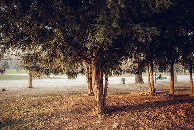 Trees on field