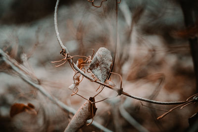 Frost in vienna