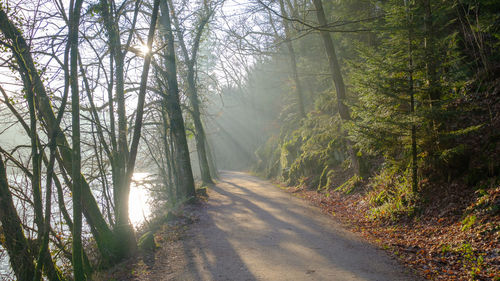 Road amidst trees in forest