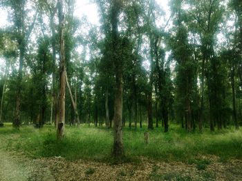 Trees on field in forest