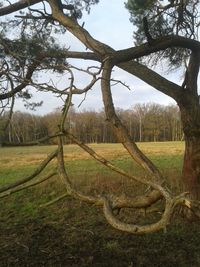 Trees growing on field