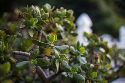 Close-up of fresh green plant