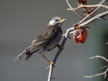 Close-up of bird perching on branch