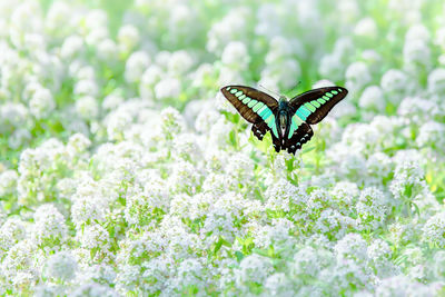 Close-up of butterfly pollinating on flower