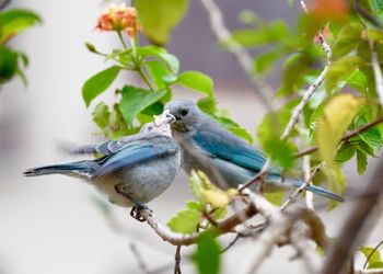 Bird perching on branch