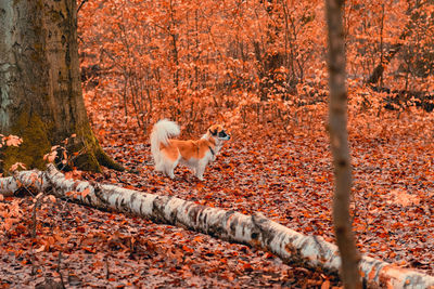 View of an animal on autumn leaves