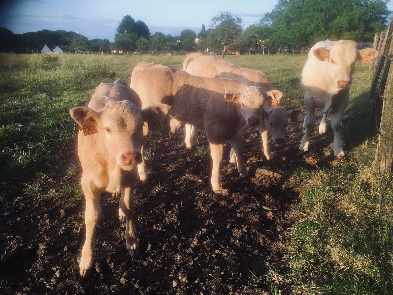 COWS STANDING ON FIELD