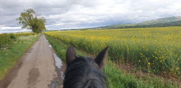 View of horse on field against sky