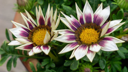 Close-up of pink and purple flower