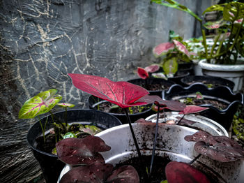 Close-up of wet red leaves on plant