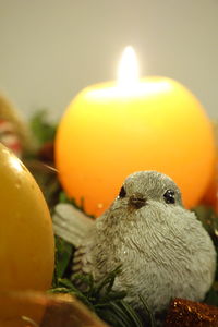 Close-up of illuminated bird