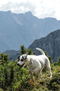 Dog walking on field against mountain 