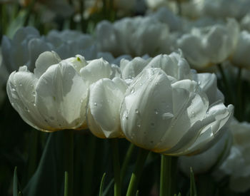 Close-up of wet white flowering plant