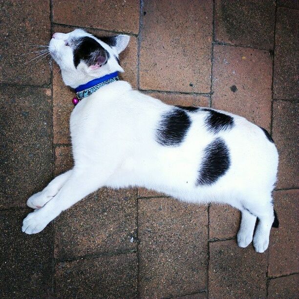 domestic animals, pets, animal themes, one animal, mammal, dog, white color, high angle view, lying down, relaxation, domestic cat, cat, portrait, looking at camera, no people, flooring, feline, full length, resting, close-up