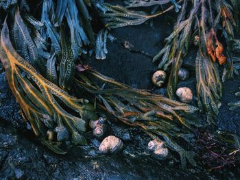 High angel view of seaweeds and seashell on shore