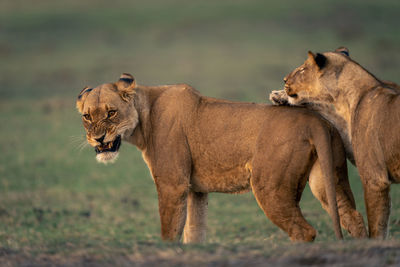 Lioness drinking water