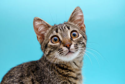 Portrait of a cat against blue background