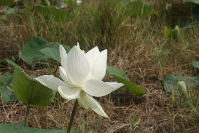 Close-up of white flower on field