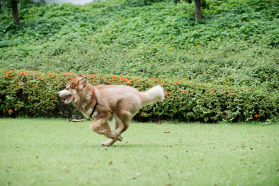 Side view of a dog running on grassland