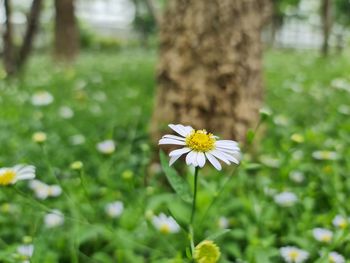 Close-up of white daisy flowers