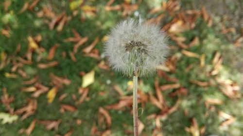 Close-up of dandelion flower