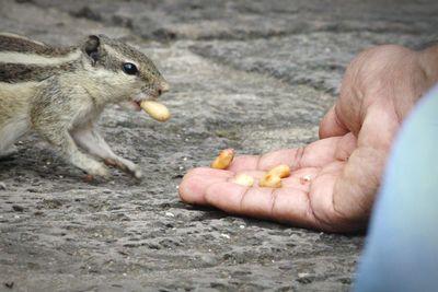 Feeding squirrel from the hand 
