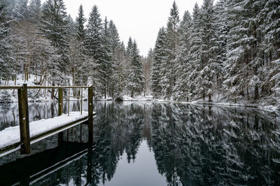 Scenic view of lake in forest