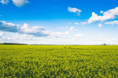 Scenic view of oilseed rape field against sky