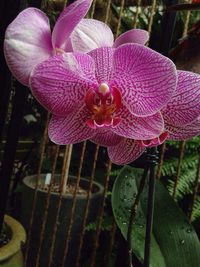 Close-up of pink flowers