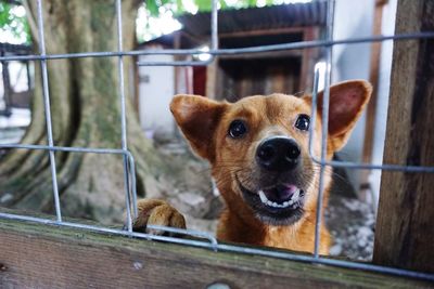 Close-up portrait of puppy in cage