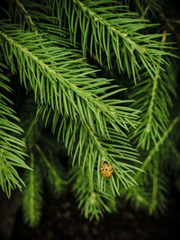 Close-up of pine tree